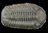 Morocops Trilobite - Nearly Removed From Rock #52423-1
